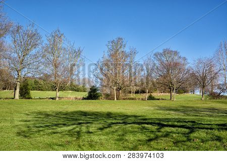 Trees With Bare Branches In A Park On A Bright Sunny Day. In The Foreground, A Beautiful Shadow Cast