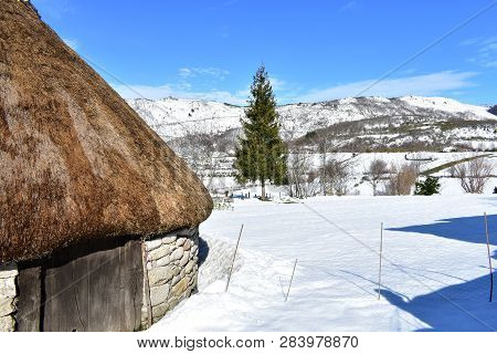 Piornedo, Lugo, Spain. Ancient palloza house made with stone and straw with spruce and snowy field and mountains. Blue sky, sunny day.