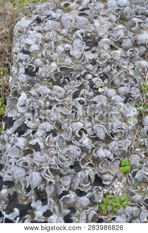Shells And Other Fossils Were Used As Building Material In Ancient Greece