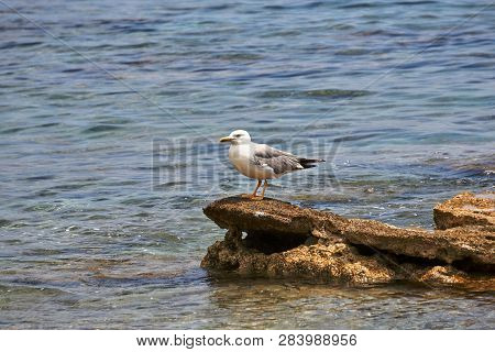 Audouin Gull Sitting On A Stone By The Sea Shore