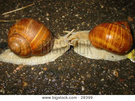 Dos caracoles