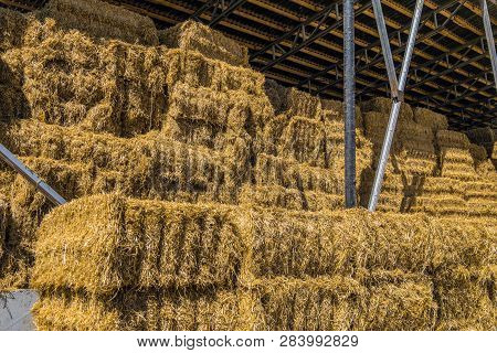 Hay Storage With Harvested Bales Of Hay For Cattle. Agricultural Barn Canopy.