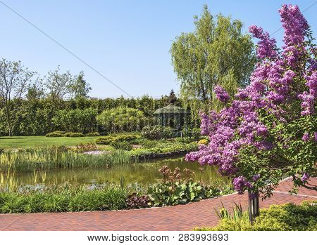 A Lilac Bush On The Shore Of A Beautiful Lake In Mezhyhiria Near Kiev, Ukraine.
