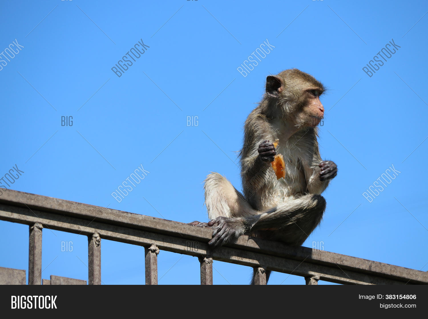 Crabeating Macaque Image & Photo (Free Trial) Bigstock