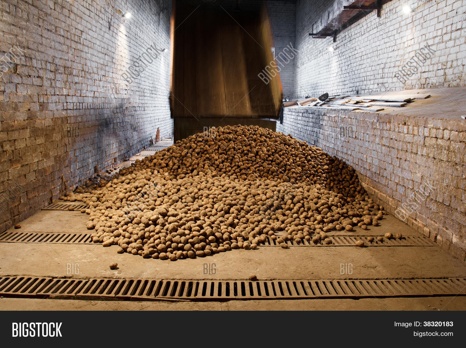Хранение картофеля в погребе. Семенной картофель вега. Хранить картофель в мешках в погребе. Можно ли хранить картофель в мешках. Хранение картошки в погребе.