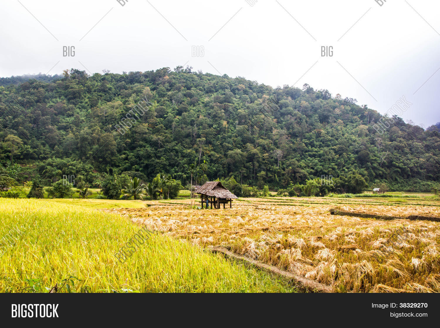 Image Preview