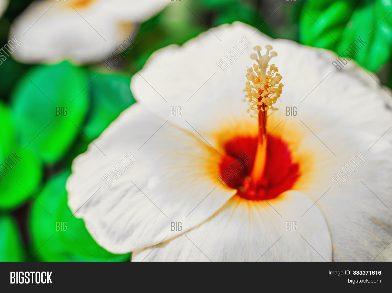 Hibiscus Flower Image Photo Free Trial Bigstock