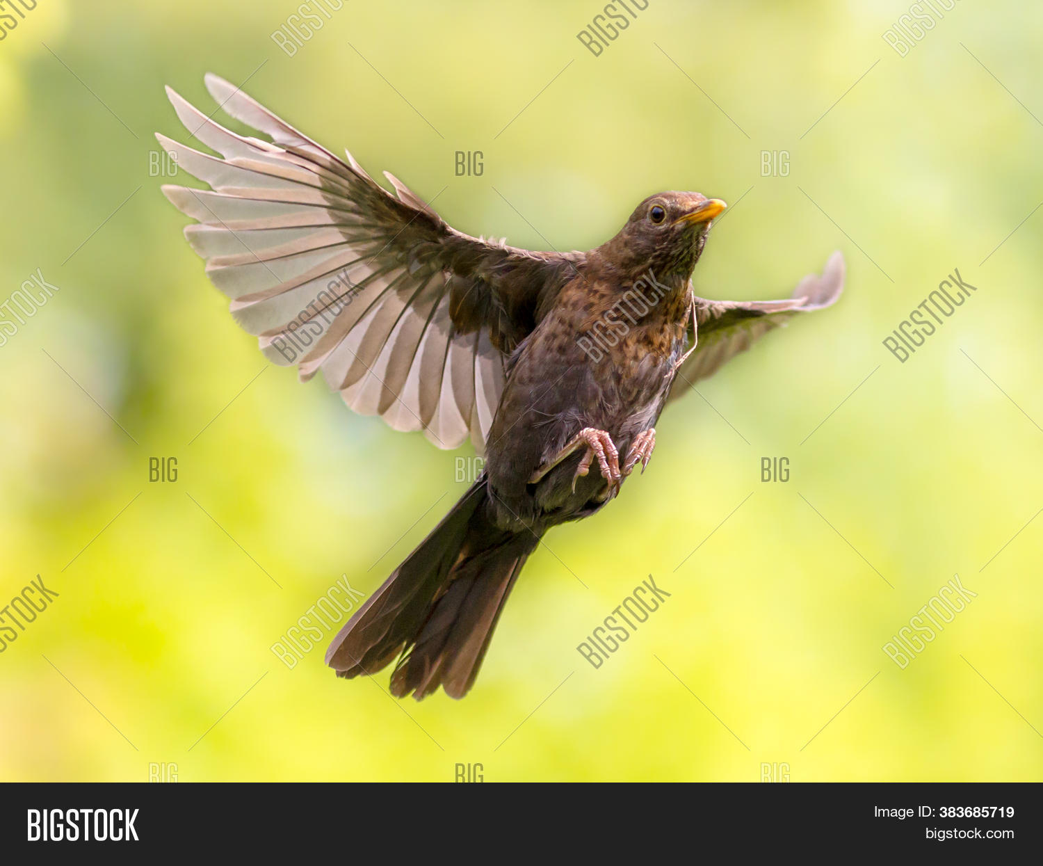 Bird Flight. Common Image & Photo (Free Trial) | Bigstock