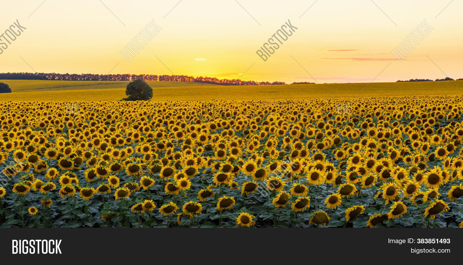 Sunflower Field On Image & Photo (Free Trial) Bigstock