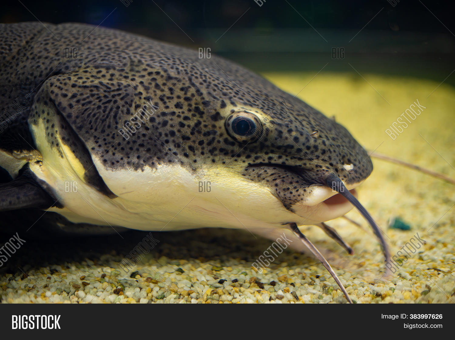 Spotted Catfish Head Image & Photo (Free Trial) Bigstock