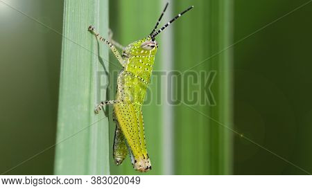 Photo macro of a green grasshopper on a leaf. Small insect with long antennas and powerful legs for jumping from a blade of grass to another, Koh Phayam, Thailand.