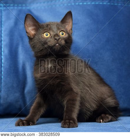 Black Kitten On A Blue Background