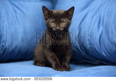 Black Kitten On A Blue Background