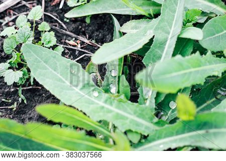 Dew Drops On Euphorbia Waldsteinii Plants. Green