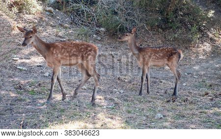 Two  Wild Red Deer Fawns, Cervus Elaphus, At Parnitha Forest Mountain, Greece.
