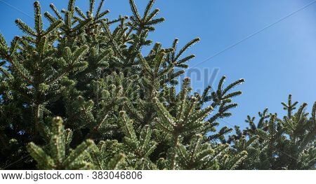 Fir Tree Foliage Close Up, Blue Sky Background