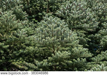 Fir Tree Needles Close Up, Nature Background