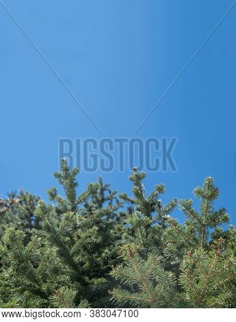 Fir Tree Needles Close Up, Blue Sky Background