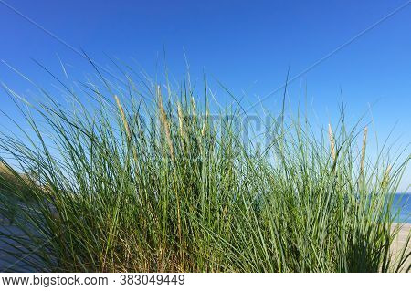 Sedge Grass On The Beach Of The Sea, Tuft Of Grass On The Sea Coast