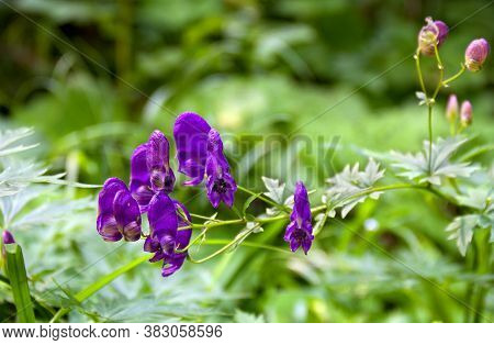 Violet Blue Flowers Aconitum ( Known As Aconite, Monkshood, Wolf's Bane, Leopard's Bane, Mousebane, 
