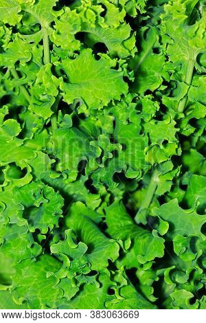 Green Leaves Of Vegetable Salad Close-up View. Textured Background Of Fresh Leaves Green Salad