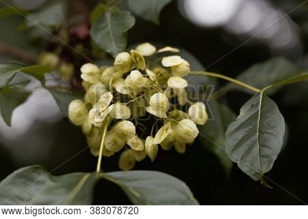 Fruits Of A Common Hoptree, Ptelea Trifoliata