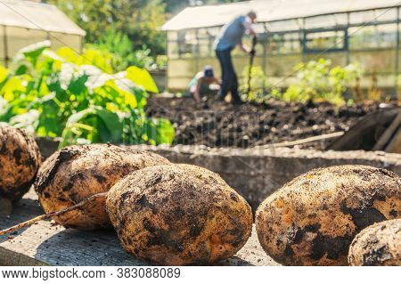 Farmers Harvest Their Organic Potatoes From A Small Garden Plot.