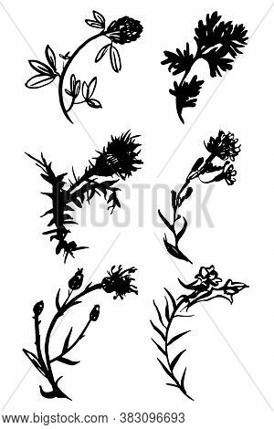 Wild Herbs. A Set. Vector Illustration. Drawn By A Black Line On A White Background. Hand Drawing.