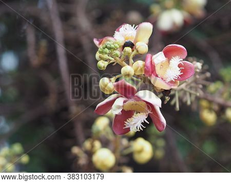 Shorea Robusta, Dipterocarpaceae, Couroupita Guianensis Aubl., Sal Blooming In Garden On Blurred Nat