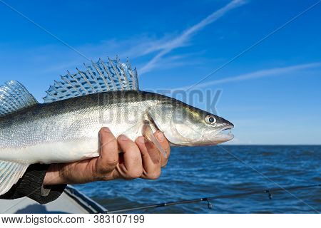 Fisherman Holds A Caught Zander Or Pike Perch In Hands Against The Background Of The Baltic Sea. Fis