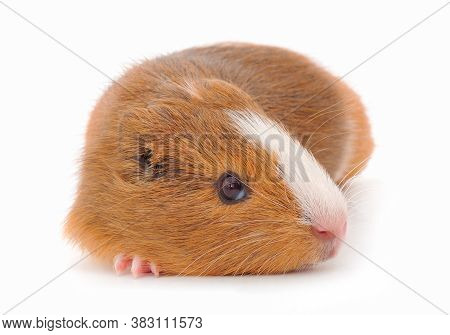 Guinea Pig Isolated On White Background. Funny, Guineapig.