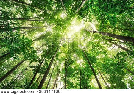 Forest Sunrise Misty Foggy Nature Background. Nature Rain Forest River, Green Forest Stream. Natural