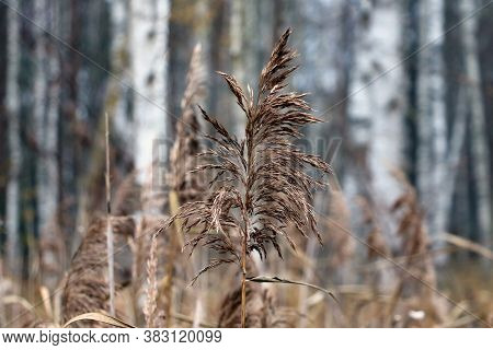 Beautiful Swamp Grass, Also Known As Schoenoplectus, Bulrushes