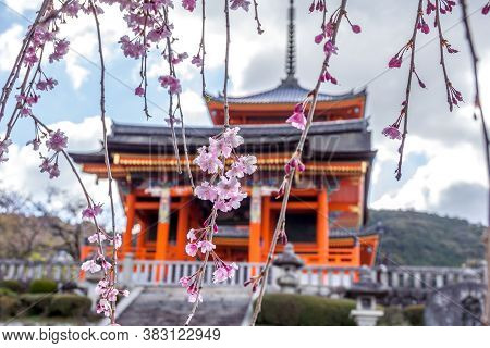 Cherry Blossom In The Kiyomizu-dera Temple, Higashiyama Ward, Kyoto, Japan