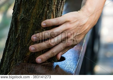 A Woman's Hand Touches A Tree Trunk, Around Which A Railing Is Carved, The Concept Of Caring For And