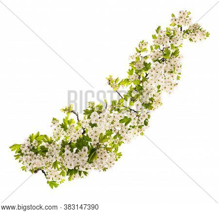 Hawthorn (crataegus Monogyna)  Flowers Isolated On  White Background