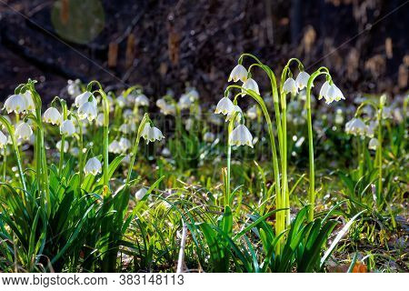 Bunch Of Snowflake Flowers On The Forest Glade. Spring Nature Background On A Sunny Day