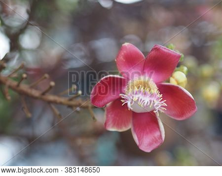 Shorea Robusta, Dipterocarpaceae, Couroupita Guianensis Aubl., Sal Blooming In Garden On Blurred Nat