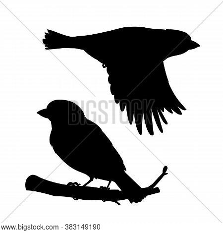 Realistic Sparrows Vector Photo Free Trial Bigstock Over 14 raven silhouette png images are found on vippng. bigstock