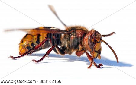 Detail Of European Hornet In Latin Vespa Crabro Isolated On White Background