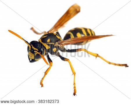 European Wasp German Wasp Or German Yellowjacket Isolateed On White Background In Latin Vespula Germ