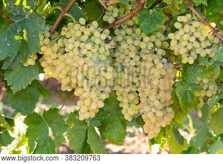Photo Of Seedless Grapes Ripe On A Tree