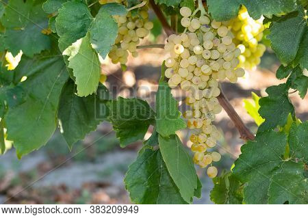 Photo Of Seedless Grapes Ripe On A Tree