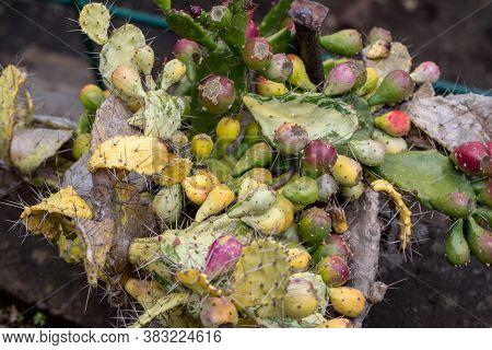 Opuntia Vulgaris Is A Species Of Cactus That Has Long Been A Domesticated Crop Plant Important In Ag