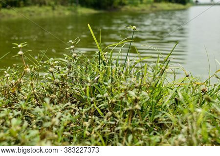 Beautiful Lake And Green Grass Fern Beside River With Trees In Background.