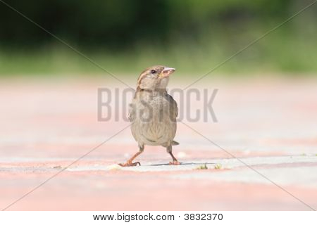Moineau.