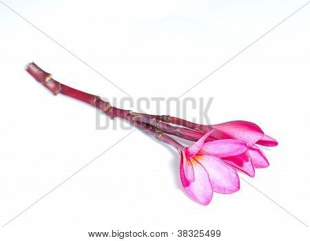 Frangipani fehér háttér