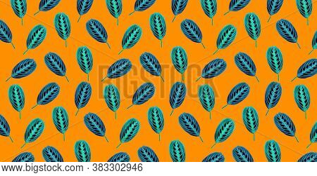 Maranta leuconeura erythroneura on a orange background. Tropical leaves