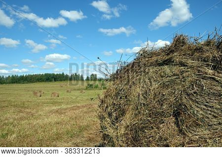 Rural Landscape With Summer Field With Many Rolled Haystacks With Part Of One Of It Close-up On Fron