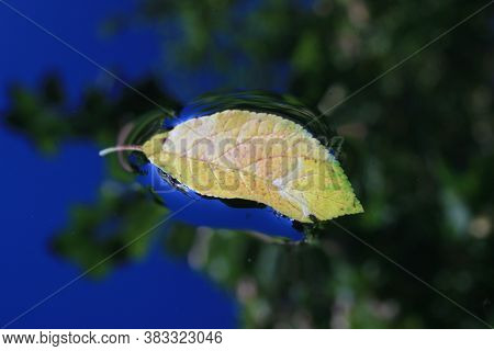 The First Fallen Tree Leaf, Autumn Is Coming